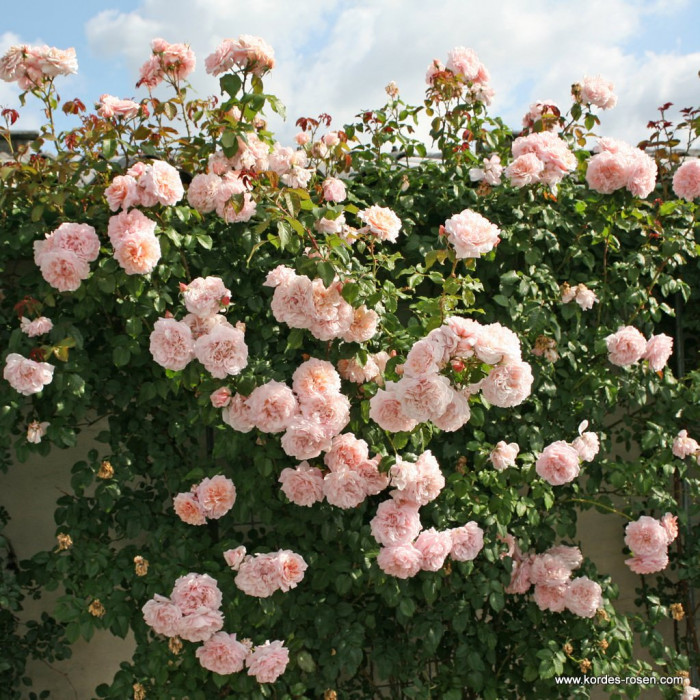 ROSE DE TOLBIAC®